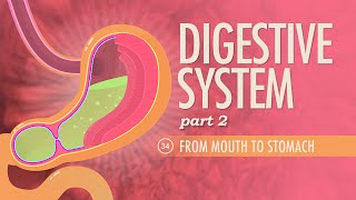 Digestive System Part 2 Crash Course Anatomy amp Physiology 34 [upl. by Asiilanna]