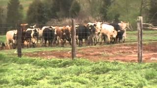 WORKING RANK RODEO BULLS WITH BORDER COLLIES [upl. by Ellynn823]