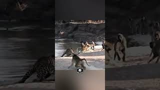 Group Of Baboons Attack Leopard shorts leopard baboons [upl. by Danforth]