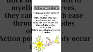 Saltatory conduction  What is saltatory conduction  Basic concept building Shorts [upl. by Annair]