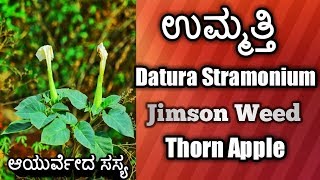 ಉಮ್ಮತ್ತಿ Datura Stramonium Jimson Weed Thorn Apple [upl. by Anadal]