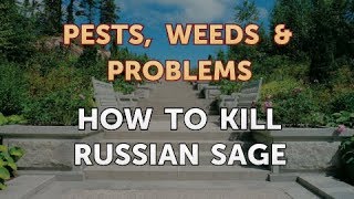 How to Kill Russian Sage [upl. by Chapland]