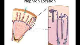 Nephron Physiology [upl. by Kirbee]