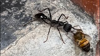 BATTLE OF THE INSECTS AUSTRALIAN INCH ANT BULL ANT Myrmecia pyriformisCARRYING BEE BACK TO NEST [upl. by Aihtibat]