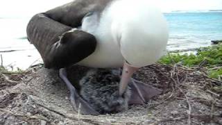 Laysan Albatross chick eats breakfastAVI [upl. by Ennaoj34]