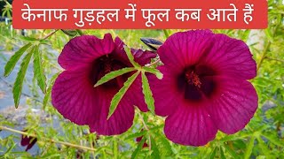 केनाफ गुड़हल में फूल कब आते हैं  Kenaf gudhal mein phool kab aate Hain [upl. by Gianna217]