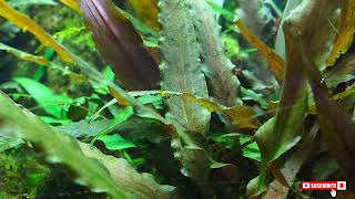 Cryptocoryne undulata [upl. by Davies]