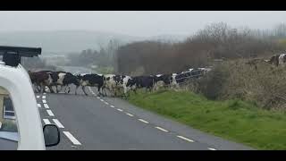 Cattle Crossing in Ireland [upl. by Odanref]