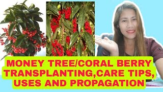 TRANSPLANTING CORAL BERRYARDISIA CRENATACHRISTMAS BERRYRED CHERRY CARE TIPS USES amp PROPAGATION [upl. by Juliana]