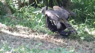 Video Hawk cought a Crow オオタカがカラスを捕まえて食いちぎる  パート １． [upl. by Hoffert512]