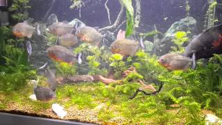 PIRANHAS EATING PREY FISH ALIVE CAUTION Graphic Content Please subscribe for more [upl. by Philipson]