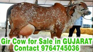 Cow for SaleGir cow sales in gujarat contact number 9764745036 [upl. by Gensler]