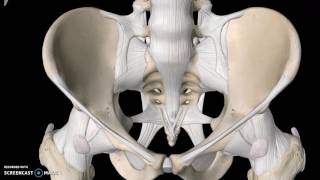 Pelvis Anatomy Tutorial Ligaments [upl. by Ttcos55]