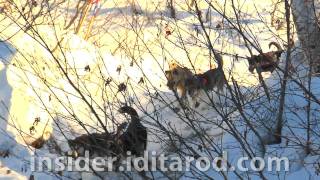 Music Montage 1 from 2011 Iditarod Sled Dog Race [upl. by Sidman]