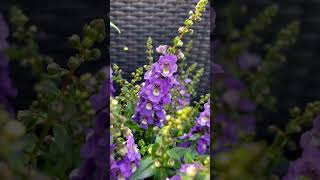 Angelonia biflora flower flowers [upl. by Clie]