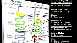 Drosophila Melanogaster  Fruit Fly [upl. by Victoir]