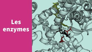 Les enzymes  Première Spécialité SVT [upl. by Killion]