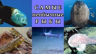 САМЫЕ НЕОБЫЧНЫЕ РЫБЫ [upl. by Kath]