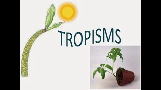 TROPISM plant response to environment  introduction  life science grade 12 ThunderEduc MSAIDI [upl. by Meesak651]