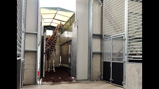 Giraffentransport Safari Hotel Beekse Bergen [upl. by Ahtnammas446]