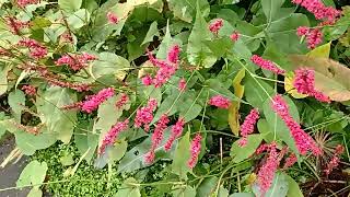 persicaria in de border [upl. by Ciprian669]