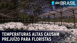 Temperaturas altas causam prejuízo para floristas  SBT Brasil 220923 [upl. by Lever]