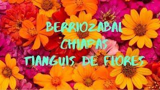 BERRIOZABAL CHIAPAS LAS FLORES MAS BELLAS EN UN TIANGUIS [upl. by Ysac]