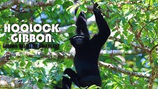 GIBBON CALL  A HOOLOCK FAMILY SINGING CHORUS [upl. by Anderson749]