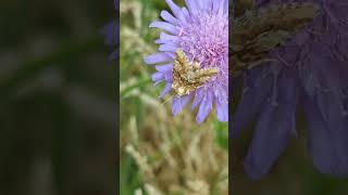 Nice to see a Dusky Sallow so active during the day on Scabious [upl. by Abra464]