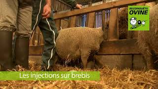 Les injections sur brebis [upl. by Navad]