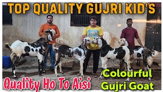 Top Quality Gujri Goat Kids At LABBAIK GOAT FARM  Bemisal Banne Wale Bakre In Bhiwandi Maharashtra [upl. by Atsyrk109]