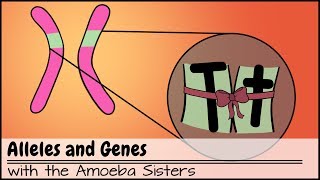 Alleles and Genes [upl. by Lajes]