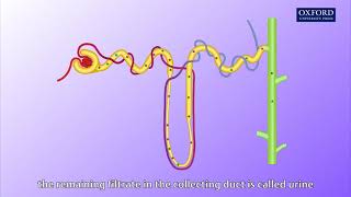 Animation E1 11 Ultrafiltration and reabsorption [upl. by Rexanna]