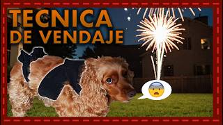 Vendaje terapéutico la clave para tranquilizar a tu perro durante los fuegos artificiales [upl. by Hilly]