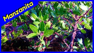 Manzanita Tree  Howard McMinn DROUGHT TOLERANT [upl. by Mafalda]