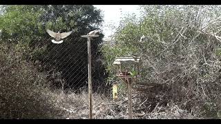 Birds feeding at Playa Flamenca Spain 17th Feb 2024 [upl. by Mile]