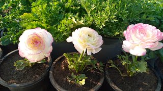 Grow Own Ranunculus This WinterBeautiful Winter FlowerUrduUpdate [upl. by Ran]