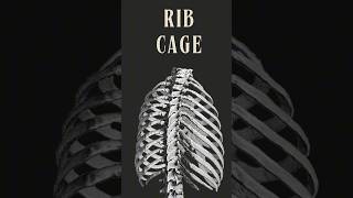 Understanding the Rib Cage True False and Floating Ribs Explained [upl. by Yrannav]