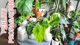 How To Do Perlite Propagation Properly And Its Benefits Rubys Plants [upl. by Rosalie]