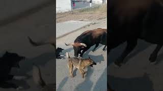 😱 PERROS ATACAN AL TORO [upl. by Ahsitul967]