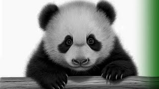 PANDA [upl. by Derwin]