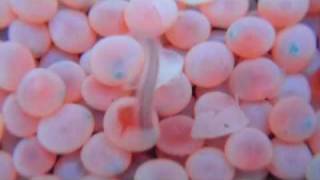 Salmon Eggs Hatching at Seymour Hatchery with intro [upl. by Yhtorod435]