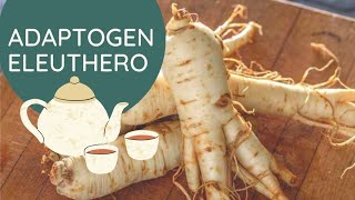 Eleuthero Root Adaptogen for Stress Fatigue Thyroid and Immunity [upl. by Alledi]