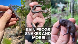 Herping South Africa Looking For Rain Frogs Chameleons amp Rare Geckos [upl. by Kleper]