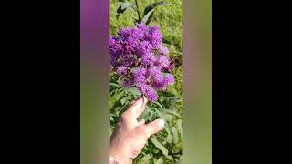 Ironweed Is Medicinal  Check This Out [upl. by Gutow]