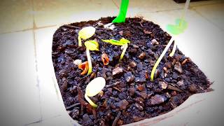 Gleditsia triacanthos Honey Locust Seedlings [upl. by Jariah]