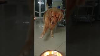 Get the diyas out I wanna play with water trending viralshorts pets kgf don don [upl. by Ducan499]