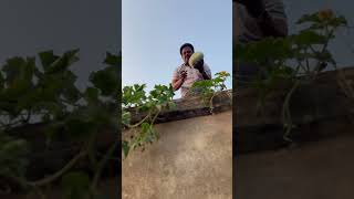 Ash gourd harvesting from farm nature farming harvesting ashgourd agriculture garden [upl. by Sergei]