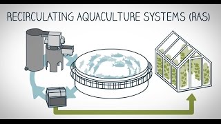 What is landbased fish farming [upl. by Ahsratal]