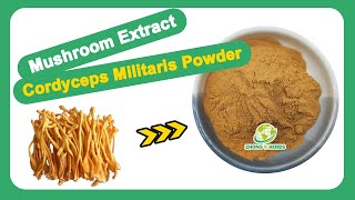 Zhongyiherbs Cordyceps Militaris Mushroom Powder Source Factory To Introduce To You [upl. by Erastes]